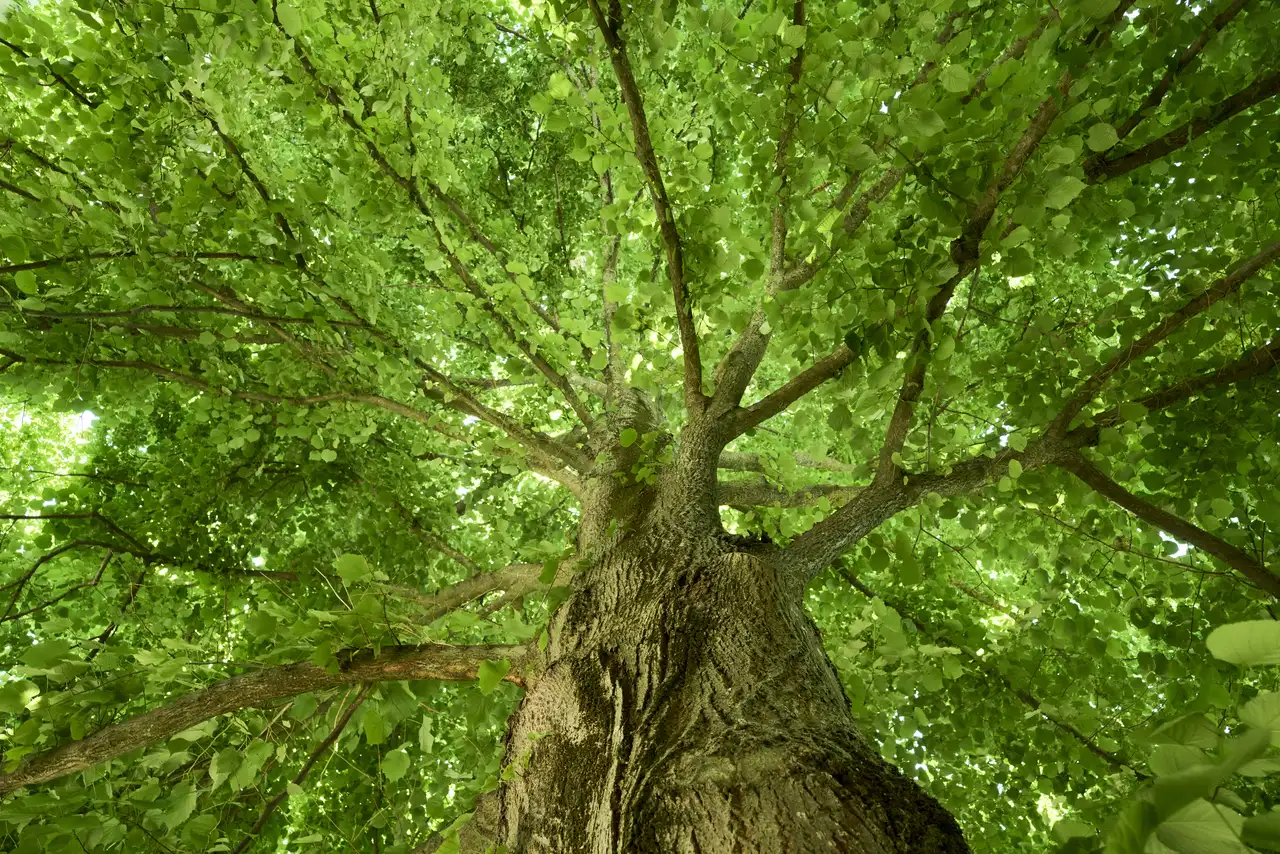 Immagine selezionata